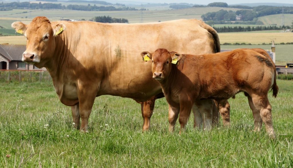 Limousine cow and calf on pasture